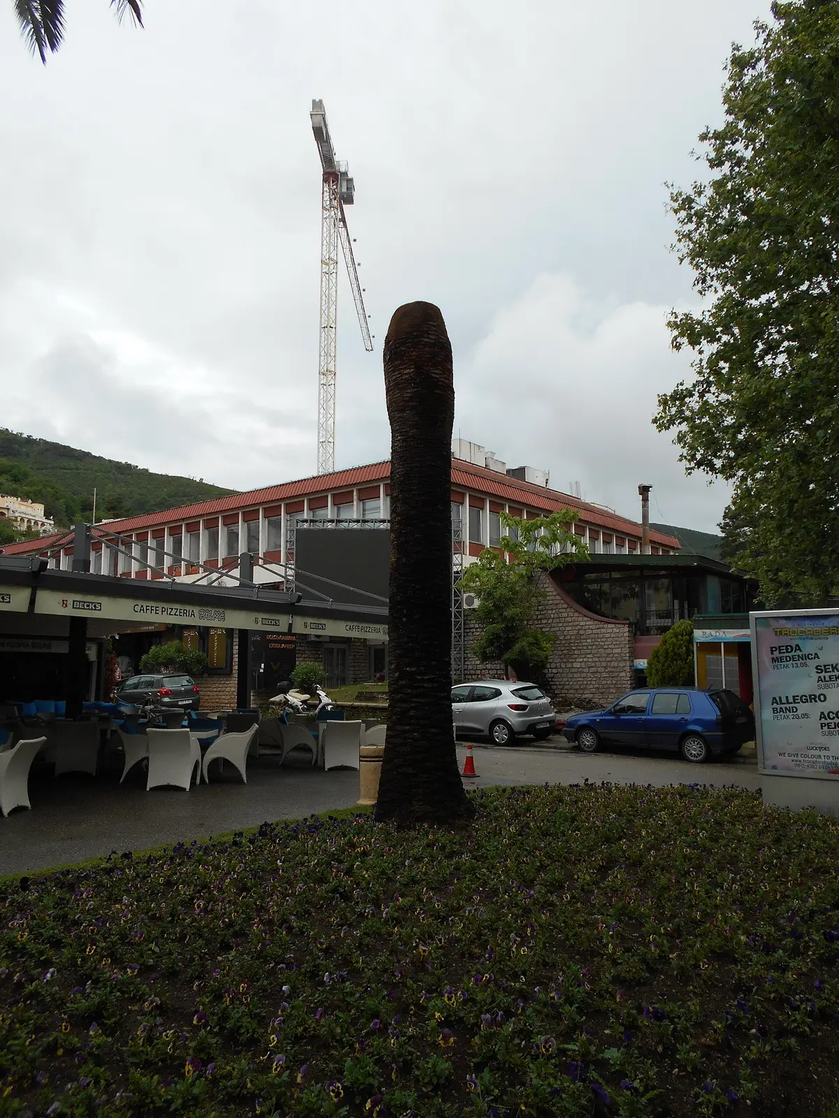 Stipe de Phoenix canariensis dont la couronne a été détruite par le charançon rouge