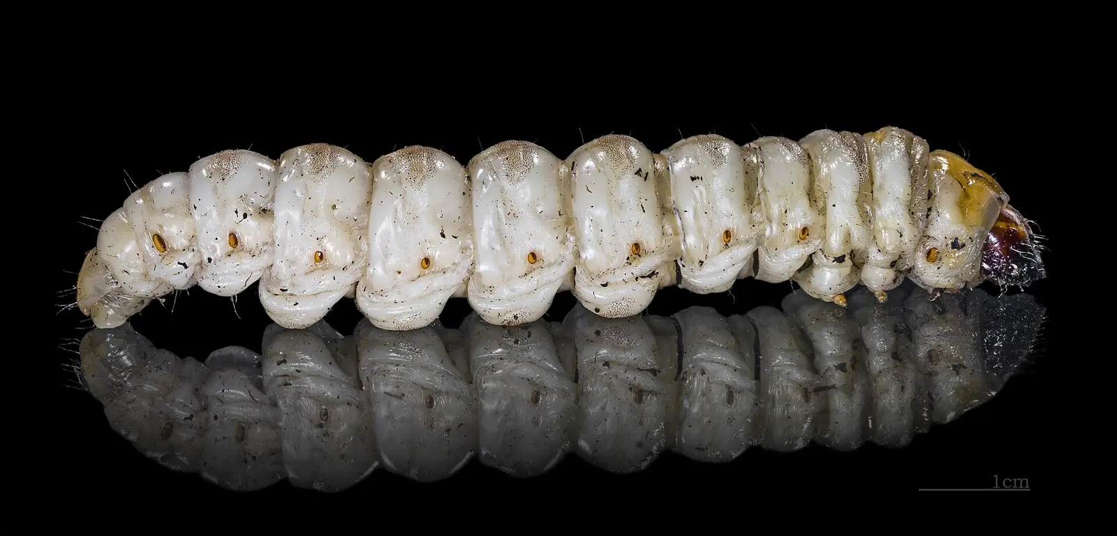 Chenille du papillon palmivore, spécimen du Muséum de Toulouse