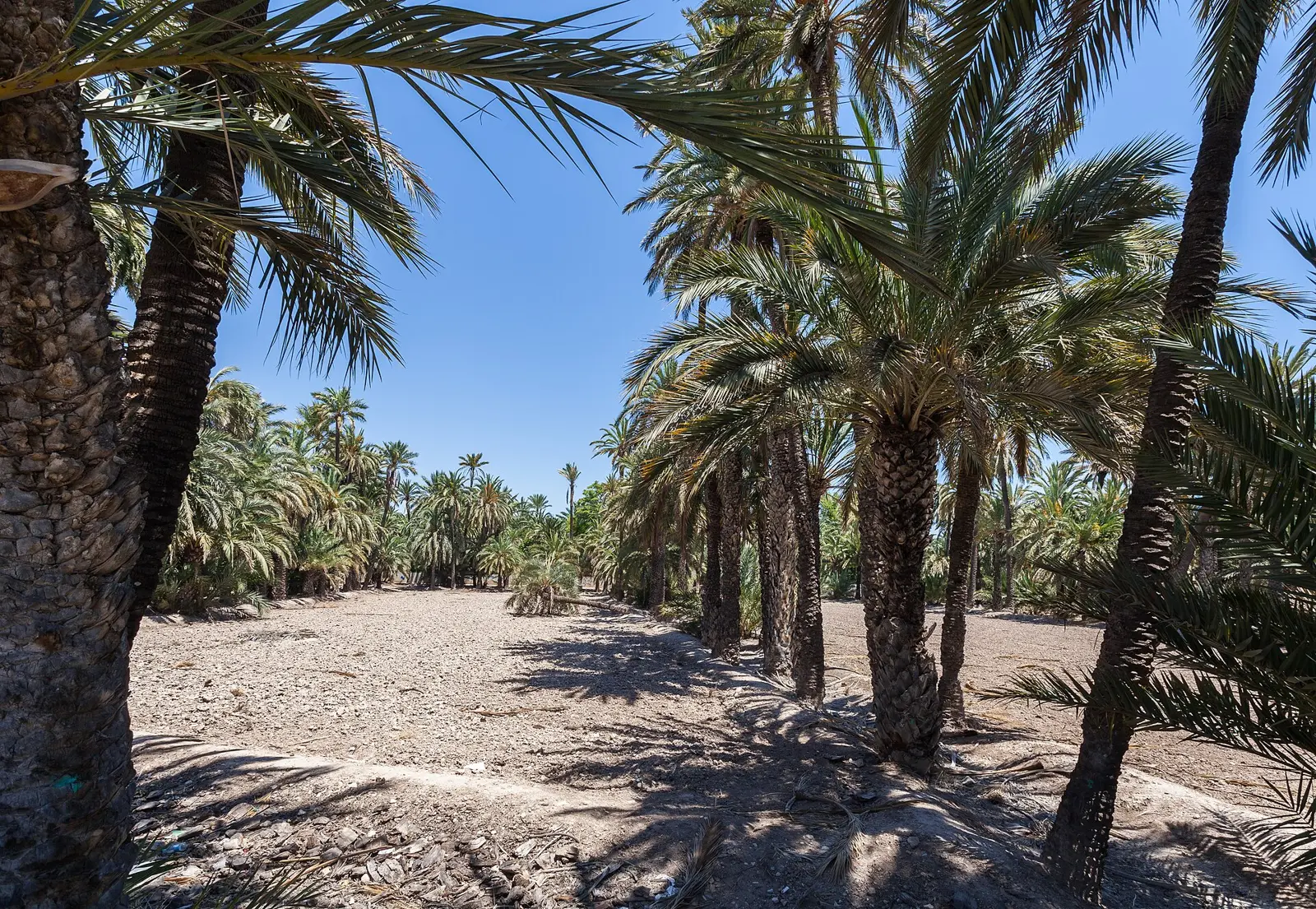 Palmeraie d'Elche en Espagne, classée au patrimoine mondial