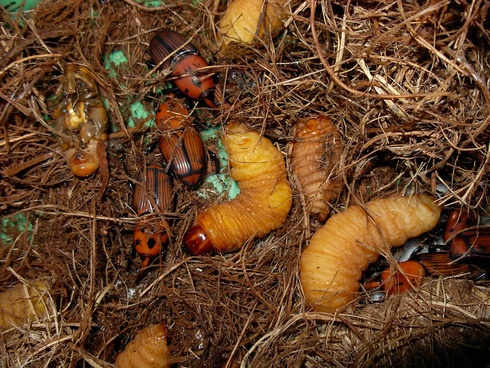 Larves et adultes de charançon rouge extraits d'un palmier
