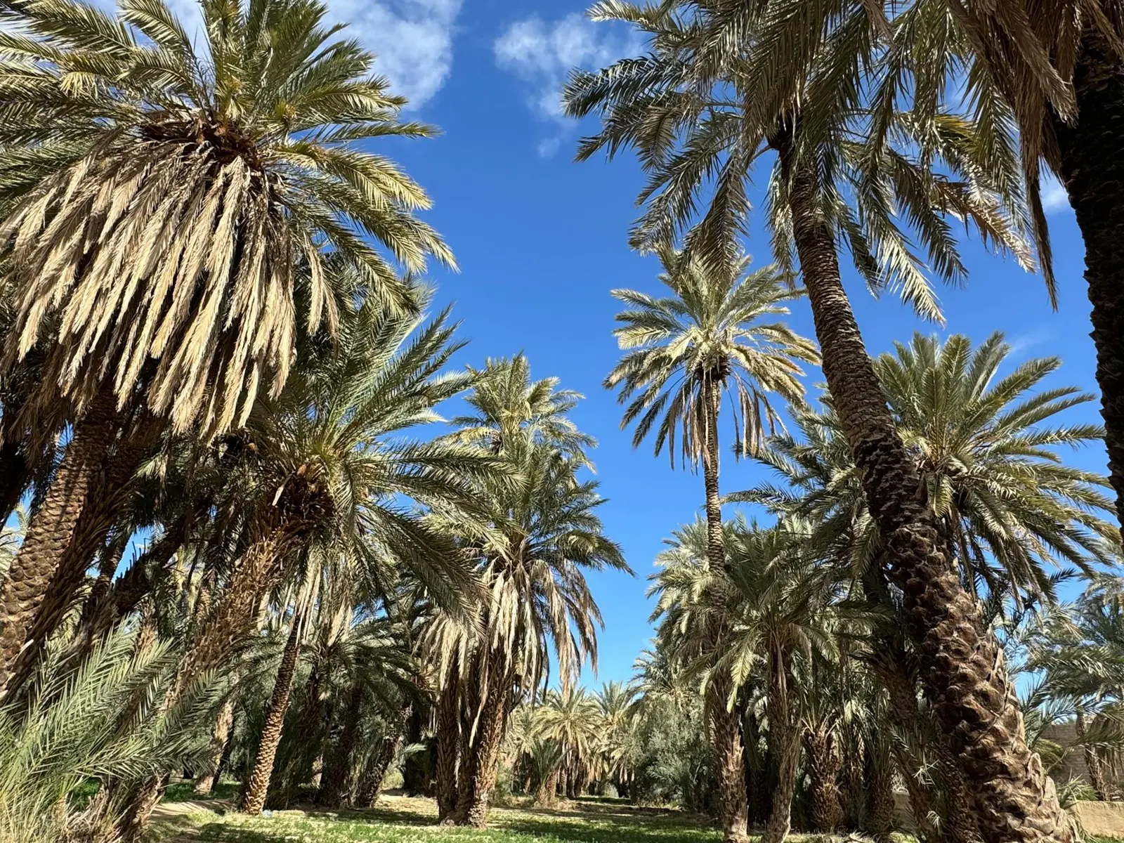 Palmeraie de dattiers dans une oasis